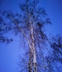 Low angle view of bare trees against blue sky