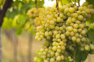 Close-up of grapes growing in vineyard