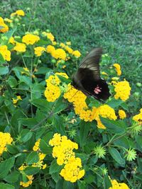 High angle view of butterfly on yellow flowers