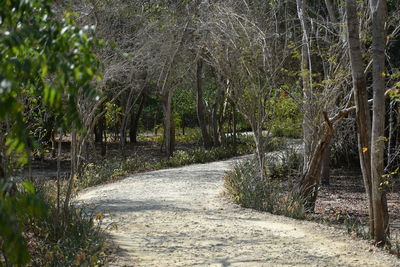 View of trees in forest