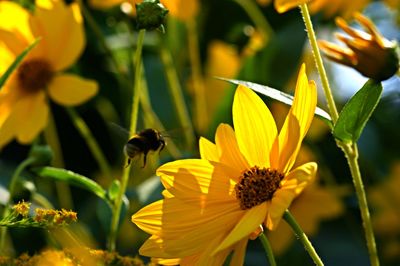 Close-up of bee flying by yellow flowers