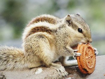 Close-up of squirrel eating biscuit