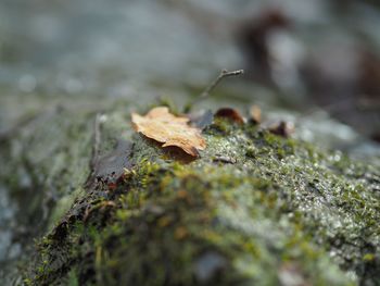 Close-up of dry leaves on moss covered land