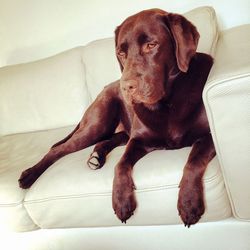 Close-up of brown dog resting on sofa at home