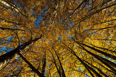 Low angle view of tree against sky