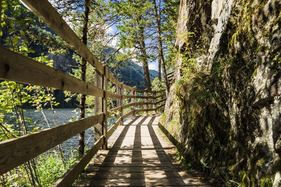 Footpath amidst trees in forest