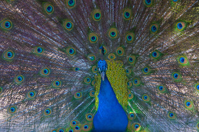 Extreme close up of peacock