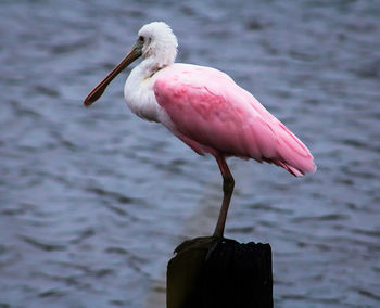 Close-up of bird perching on pink water