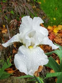 Close-up of water drops on white flower