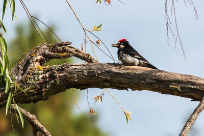 Low angle view of woodpecker perching on a tree