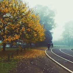 Scenic view of yellow autumn trees against sky