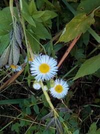 Close-up of white flowering plants on field