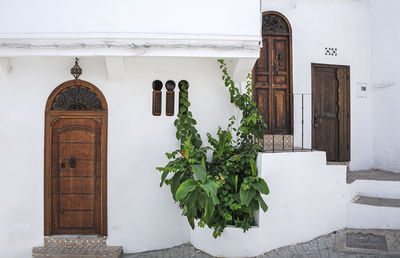 Potted plants outside building