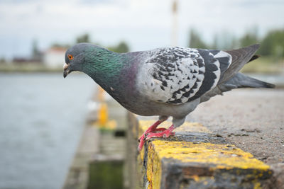 Close-up of seagull perching on railing