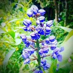 Close-up of purple flowers blooming outdoors