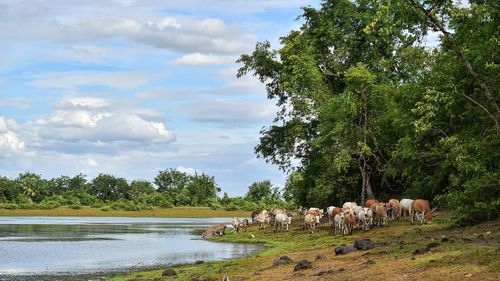 View of horses on land against sky