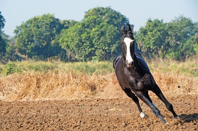 Horse on landscape against sky