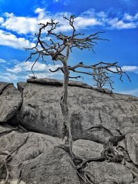 Bare tree against sky