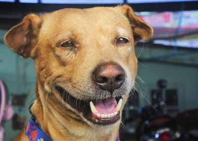 Close-up portrait of a dog