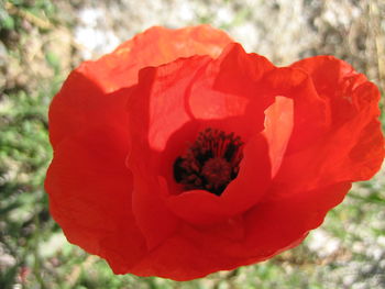 Close-up of red flower