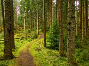 Scenic view of pine trees in forest