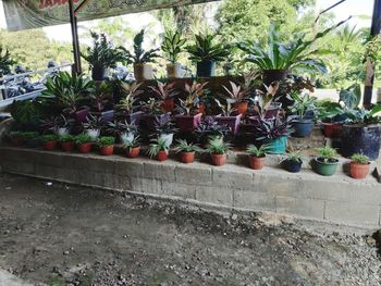 Potted plants at market stall