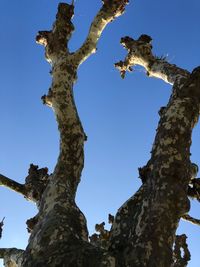 Low angle view of squirrel on tree against sky