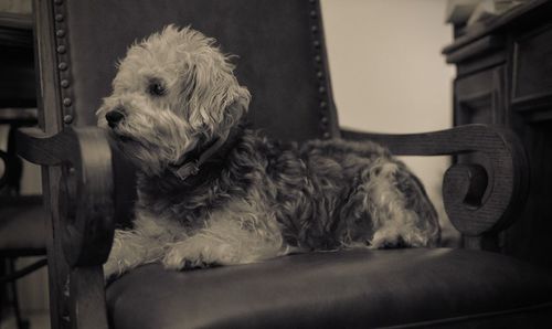 Close-up of a dog resting