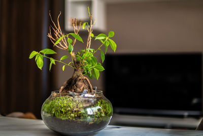 Close-up of small potted plant on table