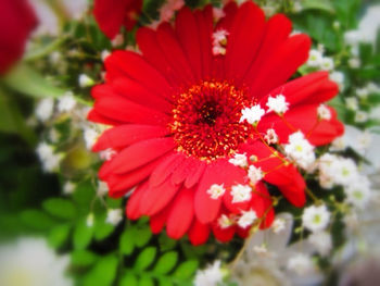 Close-up of red flower