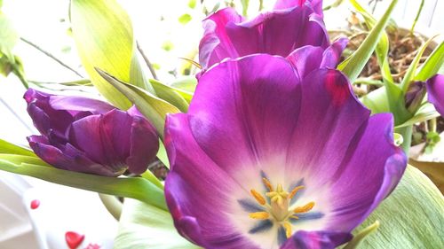 Close-up of pink flowers