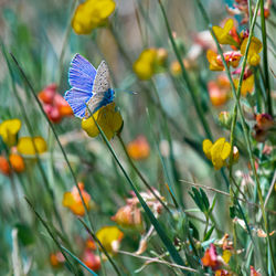 Close-up of butterfly pollinating on flower