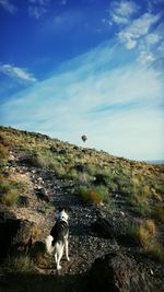 Rear view of dog on grassy hill looking at hot air balloon against sky