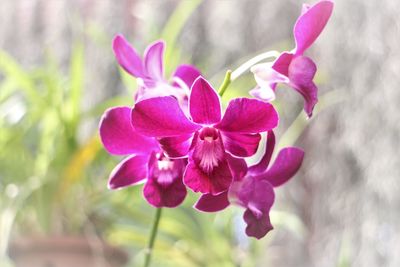 Close-up of pink flowers blooming outdoors