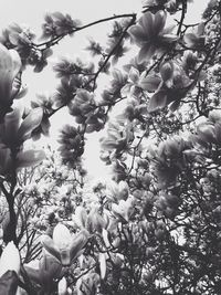 Low angle view of white flowers blooming on tree