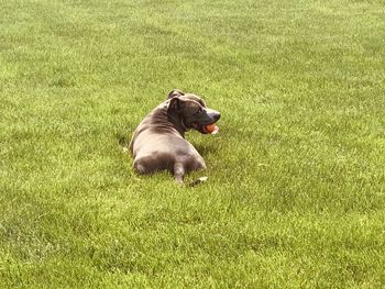 View of a dog on field