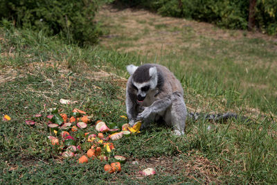 Lion eating fruit on grass