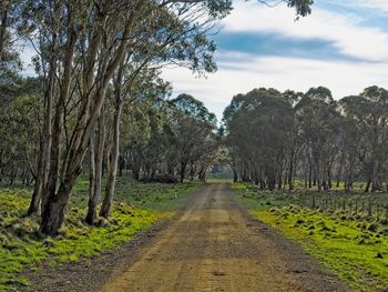 Empty road along trees and plants