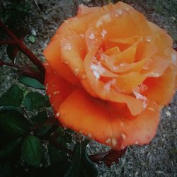 Close-up of red flower