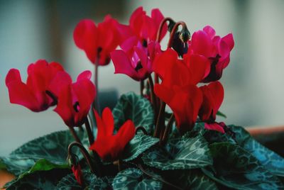 Close-up of red flowering plants