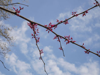 Low angle view of pink flowering plant against sky