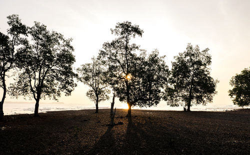 Trees on field against sky