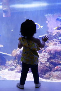 Rear view of boy with fish in aquarium