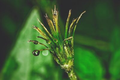 Close-up of caterpillar on plant