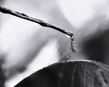 Close-up of ant on plant