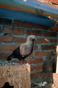 Dove and brick wall