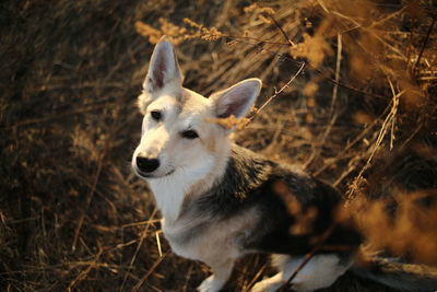 Dog sitting in forest