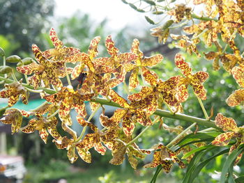 Close-up of flowering plant against tree