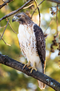 Close-up of owl perching on branch