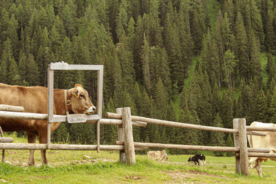 Horse standing on field